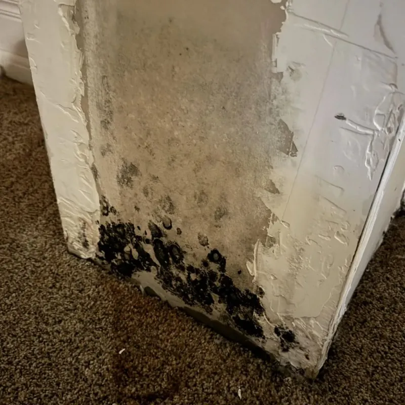 Professional Mold Removal in Ramseur, NC